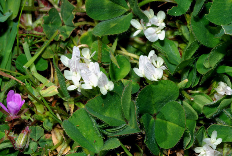 Trifolium subterraneum e Diantus cfr.carthusianorum